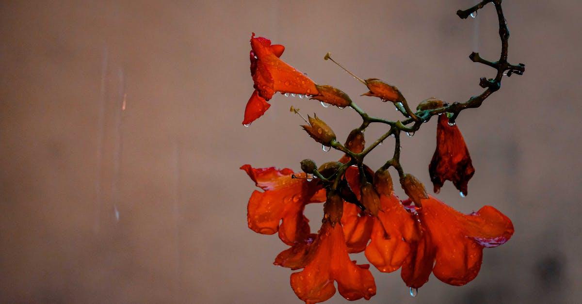 découvrez tout sur la campsis : conseils de plantation, entretien, floraison spectaculaire et astuces pour cultiver cette magnifique plante grimpante aux fleurs en trompette dans votre jardin.