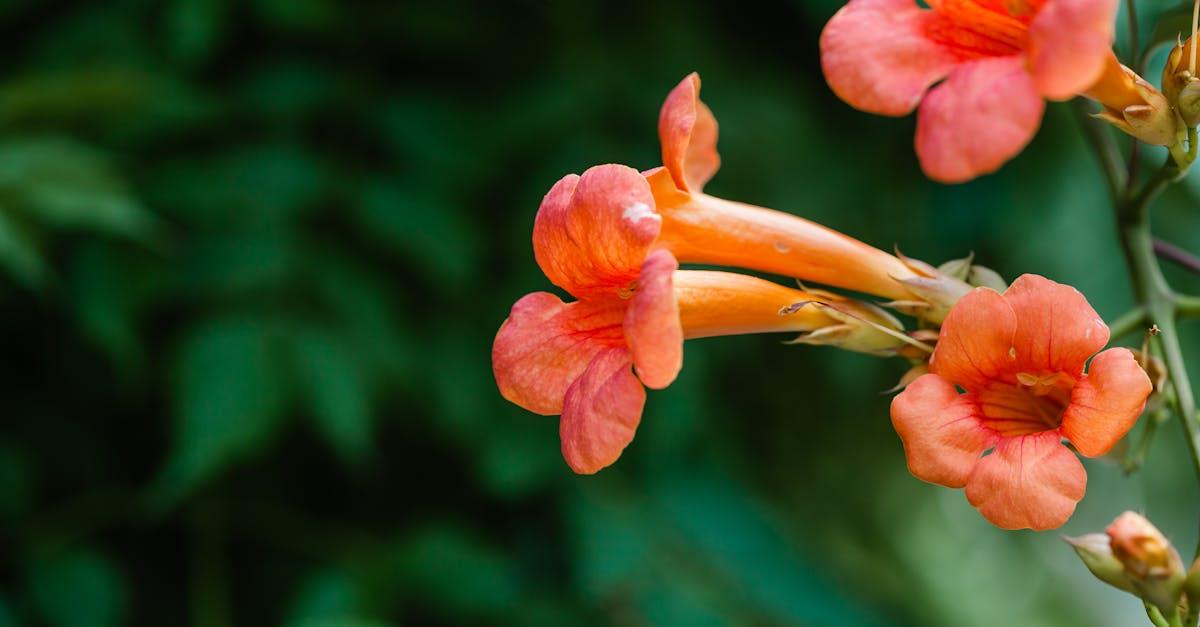 découvrez la campsis, une plante grimpante spectaculaire à fleurs orange, idéale pour décorer murs et pergolas. conseils de culture, entretien et floraison.