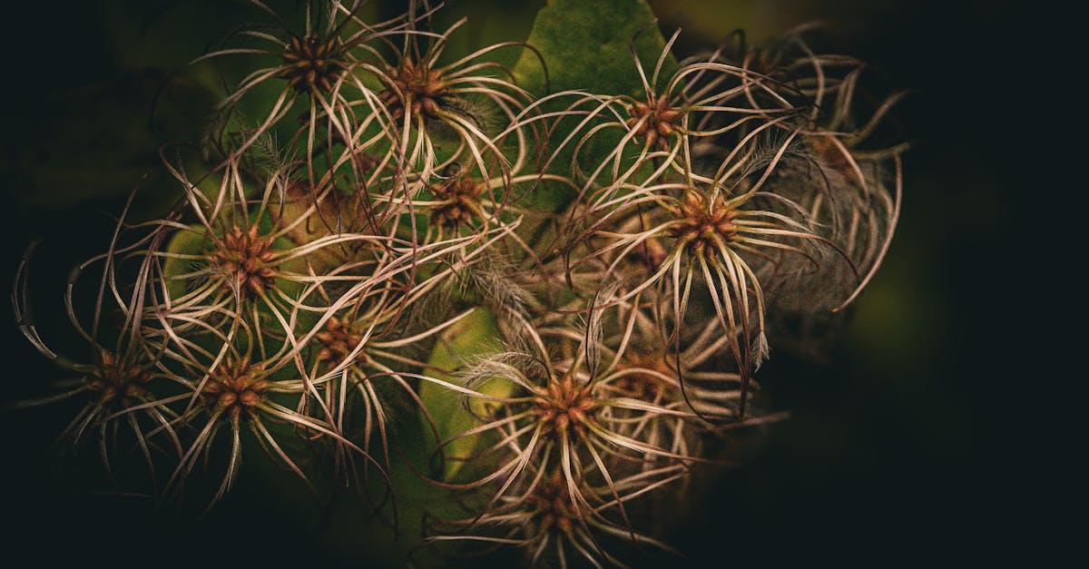 découvrez capability brown, le célèbre paysagiste anglais du xviiie siècle, reconnu pour ses jardins paysagers élégants et naturels qui ont transformé de nombreux domaines en angleterre. histoire, œuvres majeures et influence sur l'art du paysage.