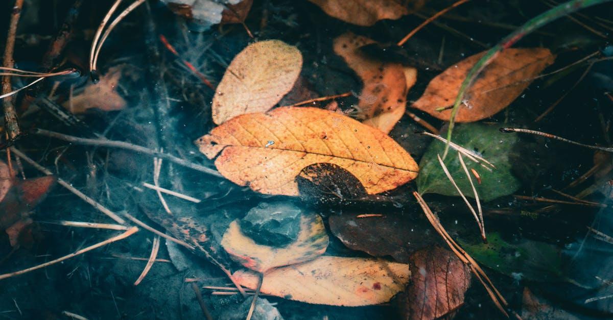 découvrez capability brown, l’un des plus célèbres architectes paysagistes anglais du xviiie siècle, connu pour ses jardins à l’anglaise emblématiques et son influence sur l’aménagement des parcs et domaines historiques en grande-bretagne.