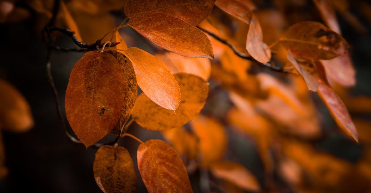 découvrez capability brown, célèbre architecte paysagiste anglais du xviiie siècle, réputé pour la création de somptueux parcs et jardins à l’anglaise qui ont transformé le paysage britannique.