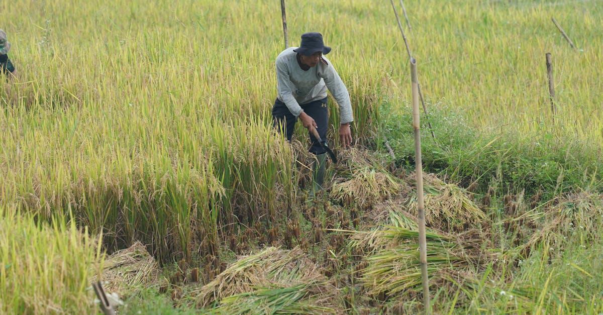 découvrez comment cultiver le ciste avec succès : conseils pratiques sur la plantation, l’entretien, l’arrosage et la taille pour profiter pleinement de cette plante méditerranéenne résistante et fleurie.