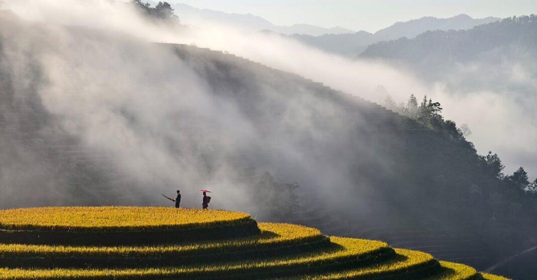 découvrez nos conseils pratiques pour la culture du cistus : plantation, entretien, arrosage et astuces pour réussir la floraison de cette plante méditerranéenne résistante et facile d’entretien dans votre jardin.