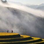 Découvrez les secrets de la culture de la ciste au jardin découvrez nos conseils pratiques pour la culture du cistus : plantation, entretien, arrosage et astuces pour réussir la floraison de cette plante méditerranéenne résistante et facile d’entretien dans votre jardin.