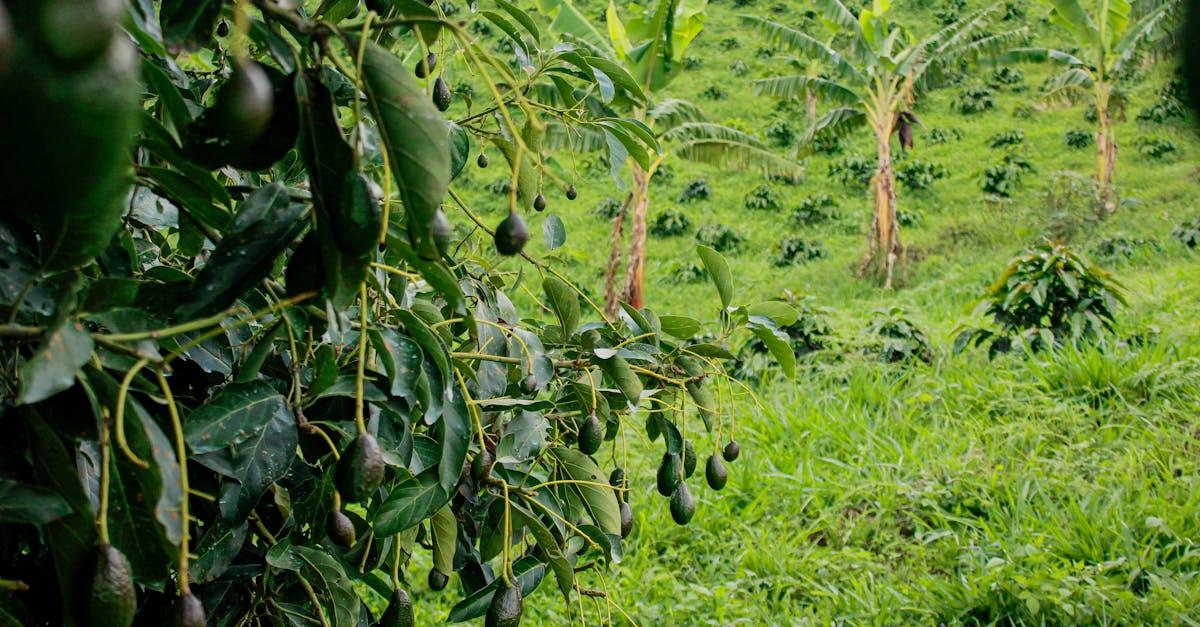 découvrez comment cultiver le cistus avec succès : conseils sur la plantation, l’entretien, les besoins en eau et l’exposition idéale pour profiter de cette plante méditerranéenne résistante et fleurie.