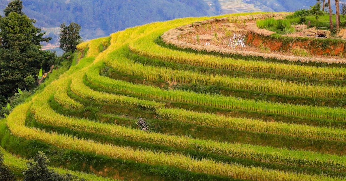 découvrez nos conseils pratiques pour la culture du cistus : exposition, sol, arrosage et entretien pour profiter de magnifiques fleurs méditerranéennes dans votre jardin.