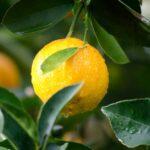 Plongée dans l'univers des agrumes : yuzu, citron caviar, cédrat et combava aux saveurs surprenantes découvrez le monde des citrus : informations, variétés, bienfaits pour la santé, conseils de culture et délicieuses recettes à base d’agrumes.