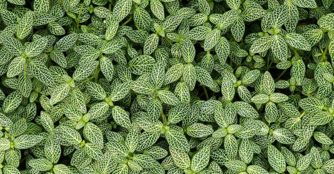 découvrez notre sélection de beaux arbustes adaptés à la plantation en pot. profitez de conseils pour choisir, entretenir et sublimer vos espaces extérieurs avec des container shrubs faciles à cultiver sur balcon ou terrasse.