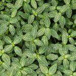 découvrez notre sélection de beaux arbustes adaptés à la plantation en pot. profitez de conseils pour choisir, entretenir et sublimer vos espaces extérieurs avec des container shrubs faciles à cultiver sur balcon ou terrasse.