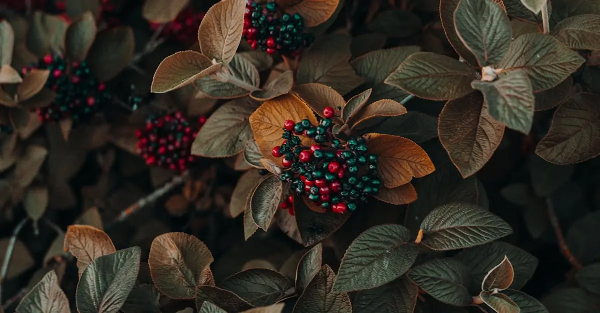découvrez les plus beaux arbustes en pot pour sublimer votre terrasse ou balcon. conseils d'entretien, sélection des meilleures variétés et idées pour aménager votre espace extérieur avec des container shrubs.