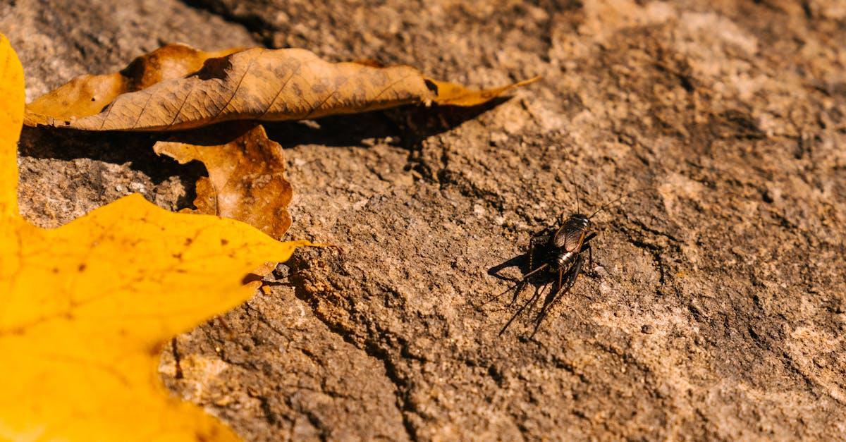 découvrez l'univers du cricket : ses règles, son histoire et ses plus grands tournois. que vous soyez débutant ou passionné, plongez dans ce sport captivant apprécié à travers le monde.