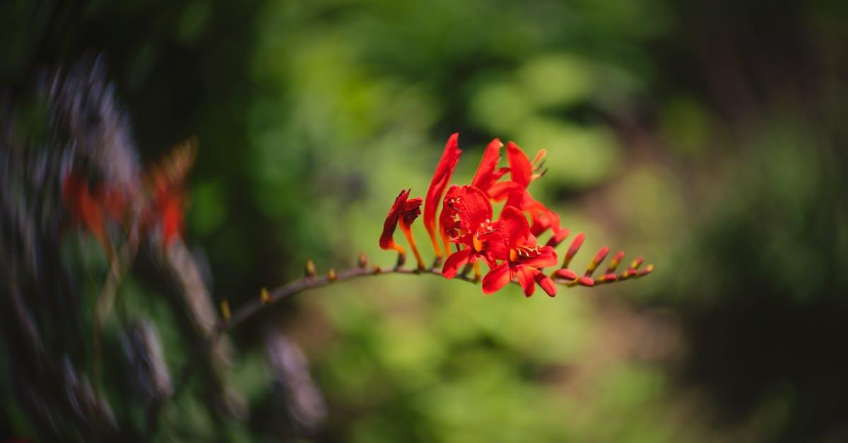 découvrez le crocosmia, une plante vivace aux magnifiques fleurs éclatantes, parfaite pour égayer votre jardin. conseils de culture, plantation et entretien pour des massifs colorés tout l'été.
