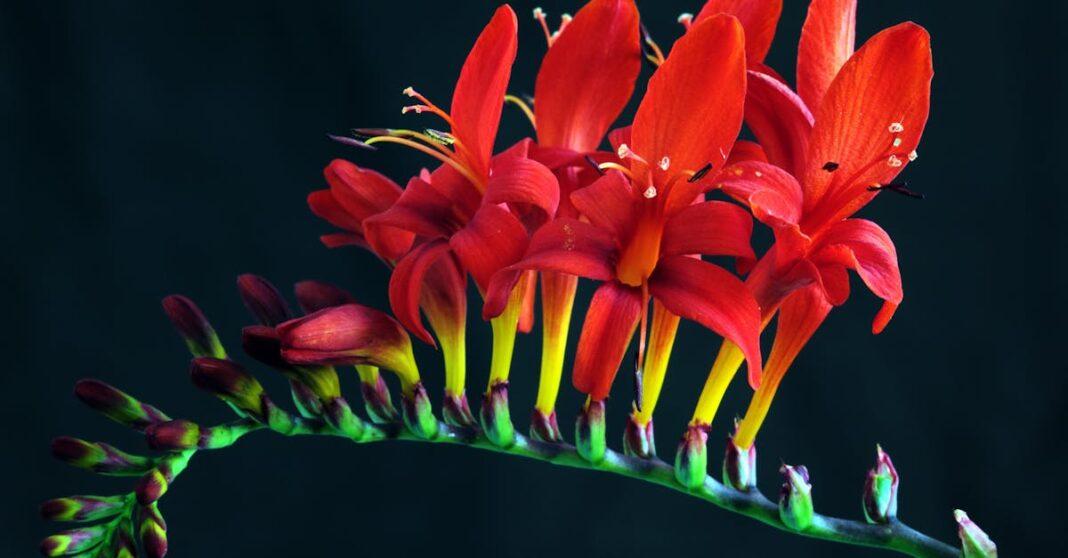 découvrez le crocosmia, une plante vivace élégante aux fleurs éclatantes idéales pour égayer votre jardin. conseils de plantation, entretien et floraison pour profiter pleinement de cette variété facile à cultiver.