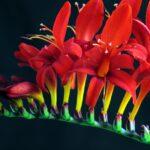 Découverte de la crocosmia : guide de plantation et astuces de culture découvrez le crocosmia, une plante vivace élégante aux fleurs éclatantes idéales pour égayer votre jardin. conseils de plantation, entretien et floraison pour profiter pleinement de cette variété facile à cultiver.