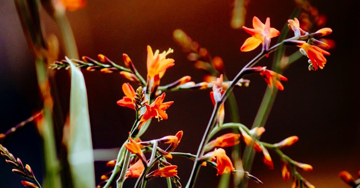 découvrez le crocosmia, une plante vivace aux floraisons éclatantes, idéale pour apporter couleur et exotisme à votre jardin. conseils de culture, entretien et variétés.