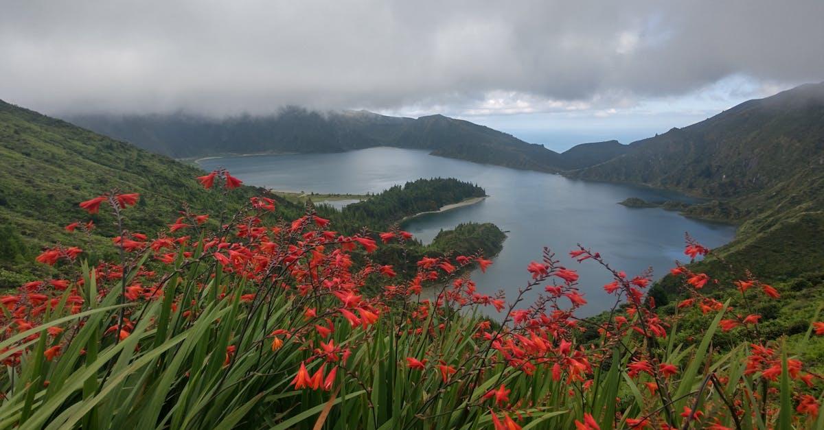 découvrez le crocosmia, une plante vivace aux fleurs éclatantes et colorées, idéale pour égayer jardins et massifs tout l’été. conseils de culture, plantation et entretien du crocosmia.