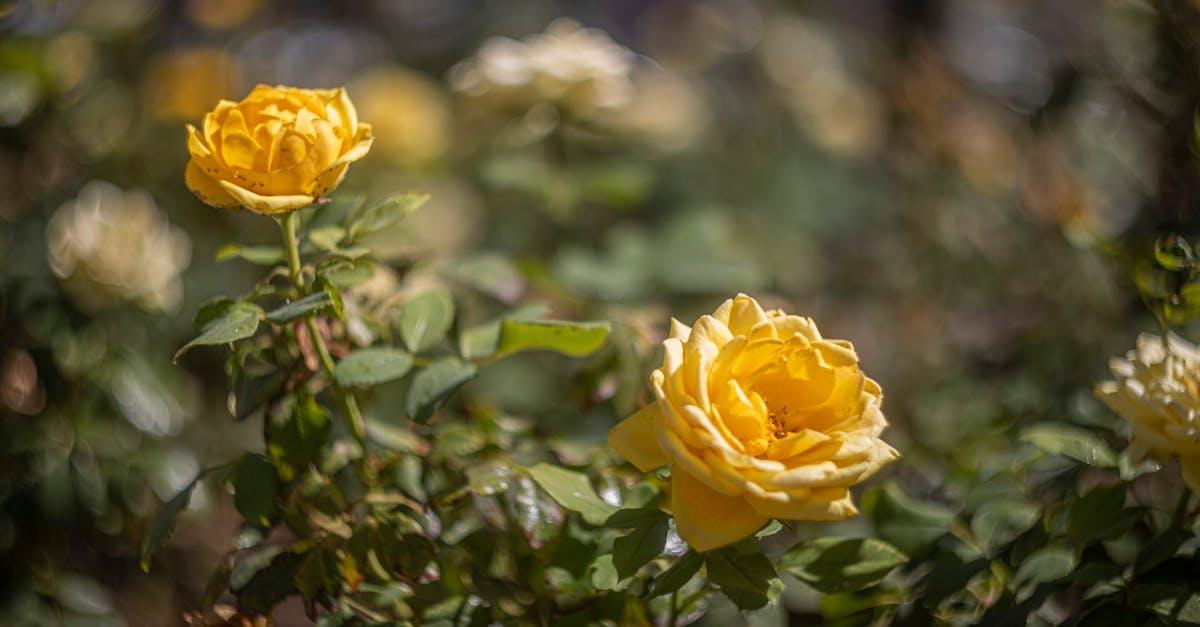 découvrez tous les conseils, techniques et astuces pour réussir la cultivation de vos plantes. que vous soyez débutant ou expert, apprenez comment optimiser la croissance et l’entretien de vos cultures.