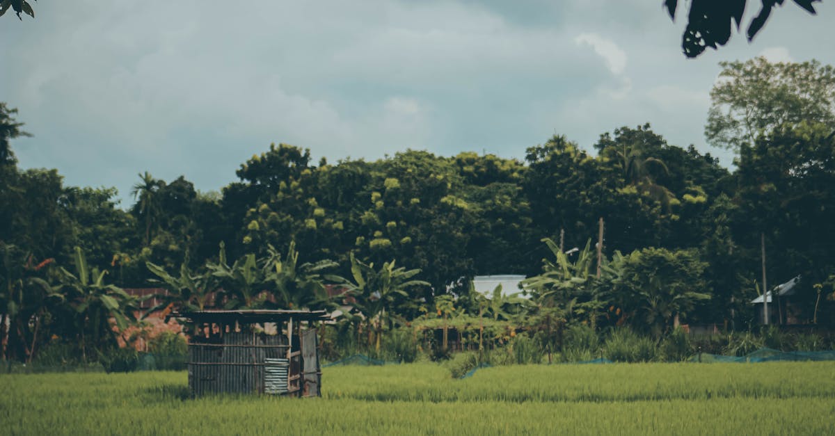 découvrez tout sur la cultivation : techniques, conseils et bonnes pratiques pour réussir vos cultures, que vous soyez débutant ou expert. optimisez votre récolte grâce à notre guide complet.