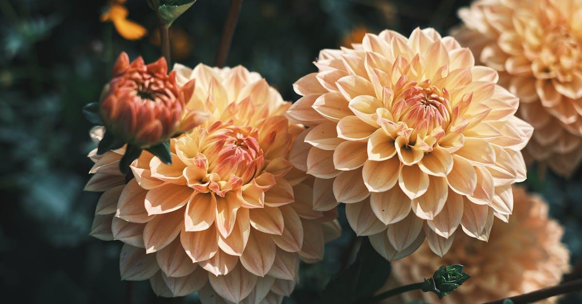 découvrez tout sur les dahlias : variétés, conseils de plantation, astuces d’entretien et idées déco pour sublimer votre jardin avec ces fleurs colorées et éclatantes.