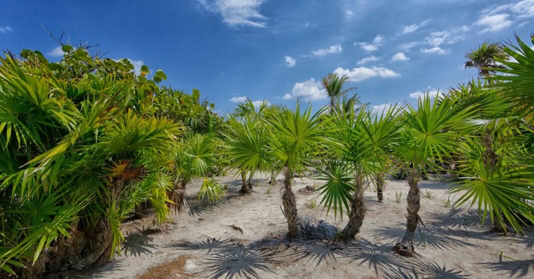 découvrez une sélection de plantes résistantes à la sécheresse, idéales pour jardins économes en eau et climats arides. conseils d’entretien et choix variés pour un espace vert durable.