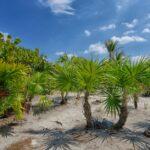 plantes robustes : des variétés faciles à entretenir malgré la sécheresse découvrez une sélection de plantes résistantes à la sécheresse, idéales pour jardins économes en eau et climats arides. conseils d’entretien et choix variés pour un espace vert durable.