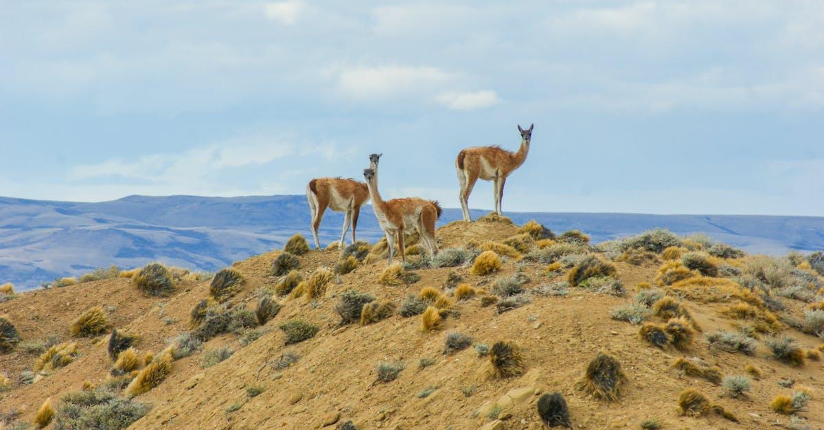 découvrez une sélection de plantes résistantes à la sécheresse, idéales pour un jardin économe en eau et facile d’entretien. conseils sur le choix, la plantation et l’entretien pour un espace vert durable.