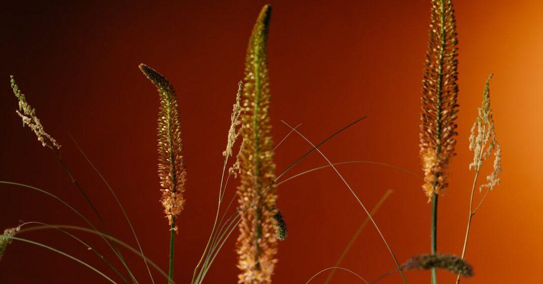 découvrez l’eremurus, une plante vivace aussi appelée lis des steppes, reconnue pour ses hautes hampes florales spectaculaires et sa floraison éclatante qui illumine les massifs de juin à juillet. conseils de culture, entretien et variétés.