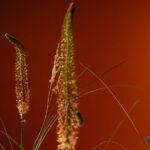 découvrez l’eremurus, une plante vivace aussi appelée lis des steppes, reconnue pour ses hautes hampes florales spectaculaires et sa floraison éclatante qui illumine les massifs de juin à juillet. conseils de culture, entretien et variétés.