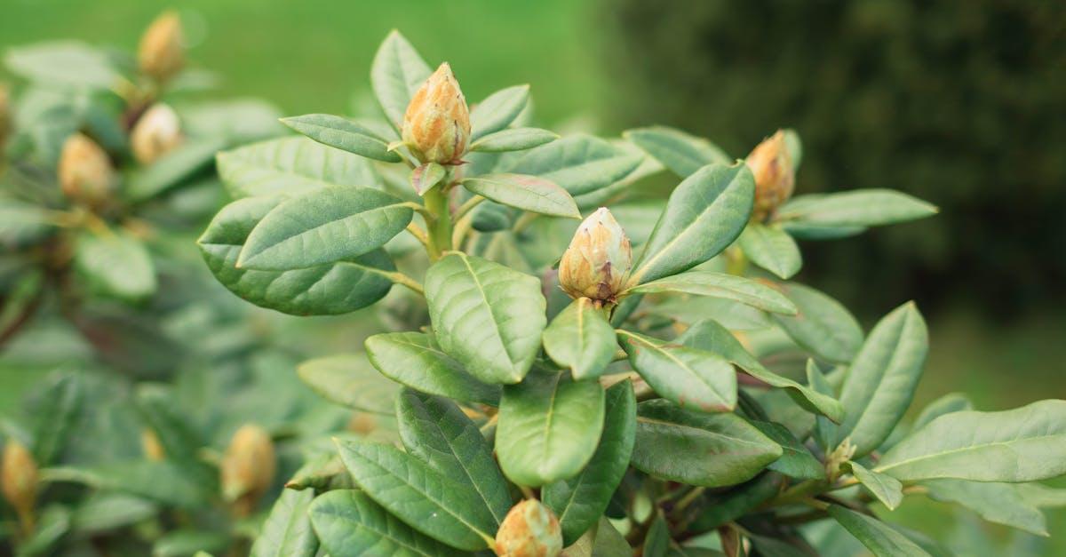 découvrez une sélection d’arbustes à croissance rapide idéaux pour embellir rapidement votre jardin, créer des haies naturelles ou apporter de la verdure en un temps record. conseils et astuces pour choisir et entretenir ces arbustes vigoureux.