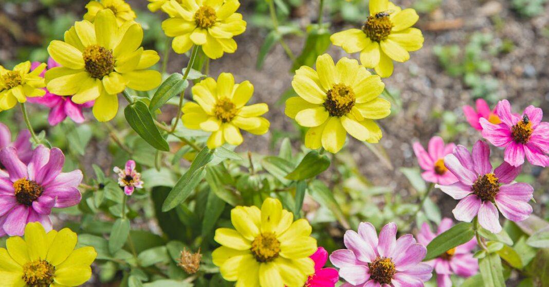 découvrez une sélection d'arbustes à croissance rapide pour embellir rapidement votre jardin, créer des haies denses et profiter d’une végétation luxuriante en peu de temps.