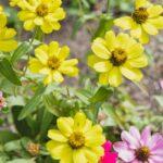 découvrez 9 plantes idéales pour créer une haie à croissance rapide découvrez une sélection d'arbustes à croissance rapide pour embellir rapidement votre jardin, créer des haies denses et profiter d’une végétation luxuriante en peu de temps.