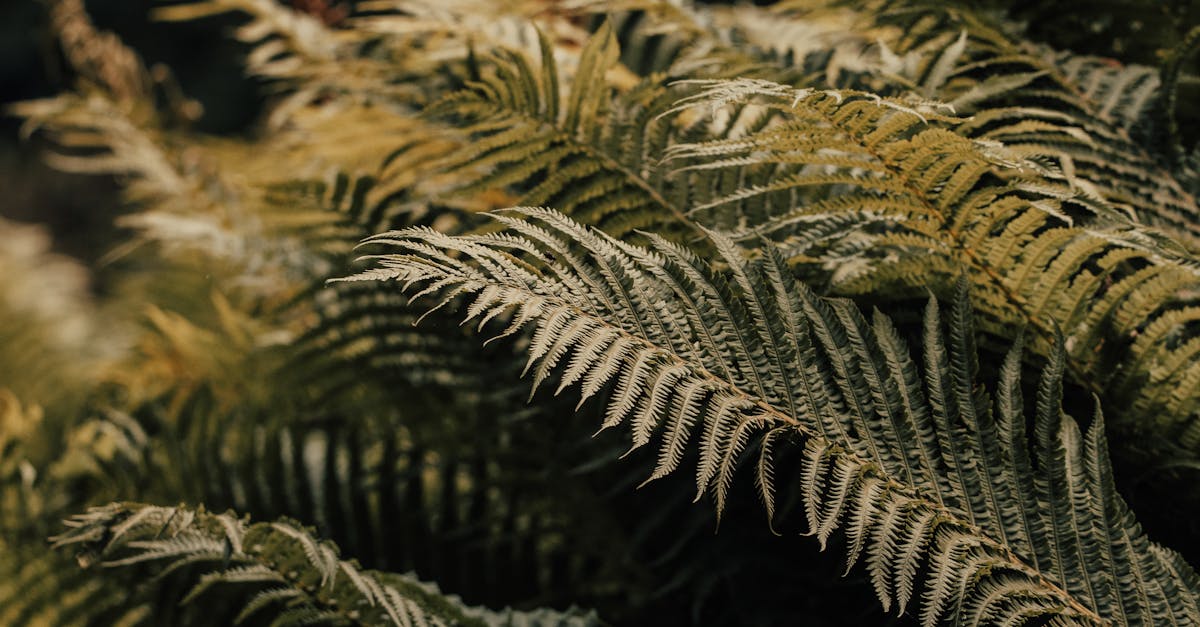 découvrez notre sélection d'arbustes à croissance rapide, parfaits pour créer rapidement des haies, des massifs floraux ou apporter de la verdure à votre jardin. conseils, variétés et entretien inclus.