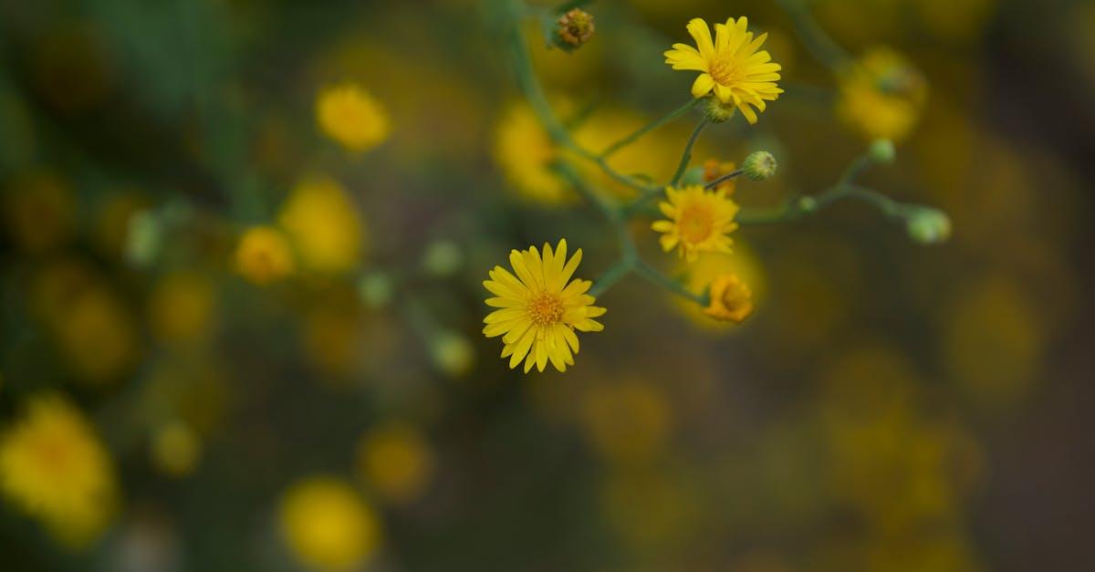 découvrez comment créer de magnifiques massifs fleuris pour sublimer votre jardin. conseils, idées de plantes et inspirations pour des bordures florales éclatantes et colorées toute l'année.