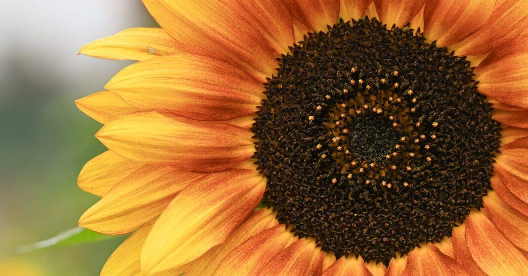 découvrez comment embellir votre jardin avec des massifs de fleurs colorés. nos conseils pour réussir vos flowering borders et créer un extérieur attrayant tout au long de l'année.