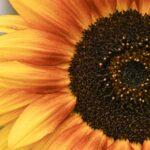 Découvrez 9 plantes idéales pour des bordures florissantes tout au long de l'année découvrez comment embellir votre jardin avec des massifs de fleurs colorés. nos conseils pour réussir vos flowering borders et créer un extérieur attrayant tout au long de l'année.