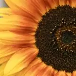 Découvrez 9 plantes idéales pour des bordures florissantes tout au long de l'année découvrez comment embellir votre jardin avec des massifs de fleurs colorés. nos conseils pour réussir vos flowering borders et créer un extérieur attrayant tout au long de l'année.
