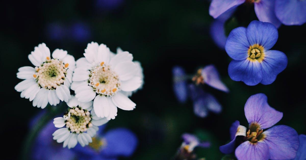 découvrez comment créer des massifs fleuris spectaculaires grâce à nos conseils sur la conception, la sélection des plantes et l'entretien des bordures fleuries pour un jardin coloré toute l'année.