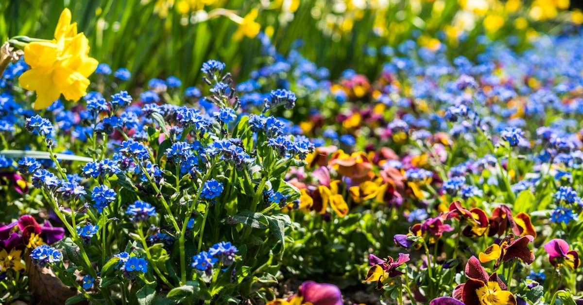 découvrez la signification et la beauté de la fleur 'forget-me-not', symbole d’amour éternel et de souvenirs précieux, et apprenez-en plus sur sa culture et son histoire.