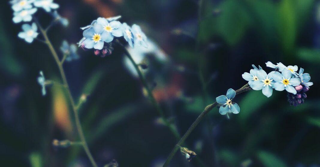 découvrez la signification et la beauté de la fleur 'forget-me-not', symbole d’amour et de souvenir éternel. histoire, culture et conseils pour cultiver le myosotis dans votre jardin.