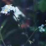 Le myosotis : la douce floraison bleue du printemps découvrez la signification et la beauté de la fleur 'forget-me-not', symbole d’amour et de souvenir éternel. histoire, culture et conseils pour cultiver le myosotis dans votre jardin.
