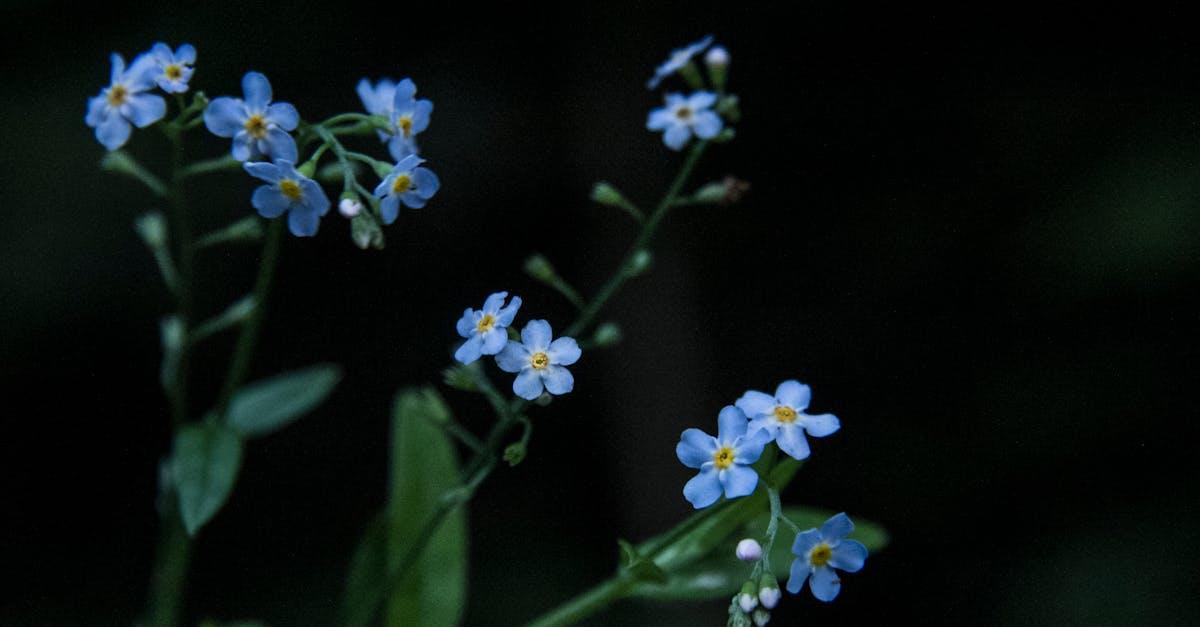 découvrez la signification, l'origine et les utilisations du myosotis, surnommé 'forget-me-not', une fleur délicate symbole du souvenir et de l'affection éternelle.