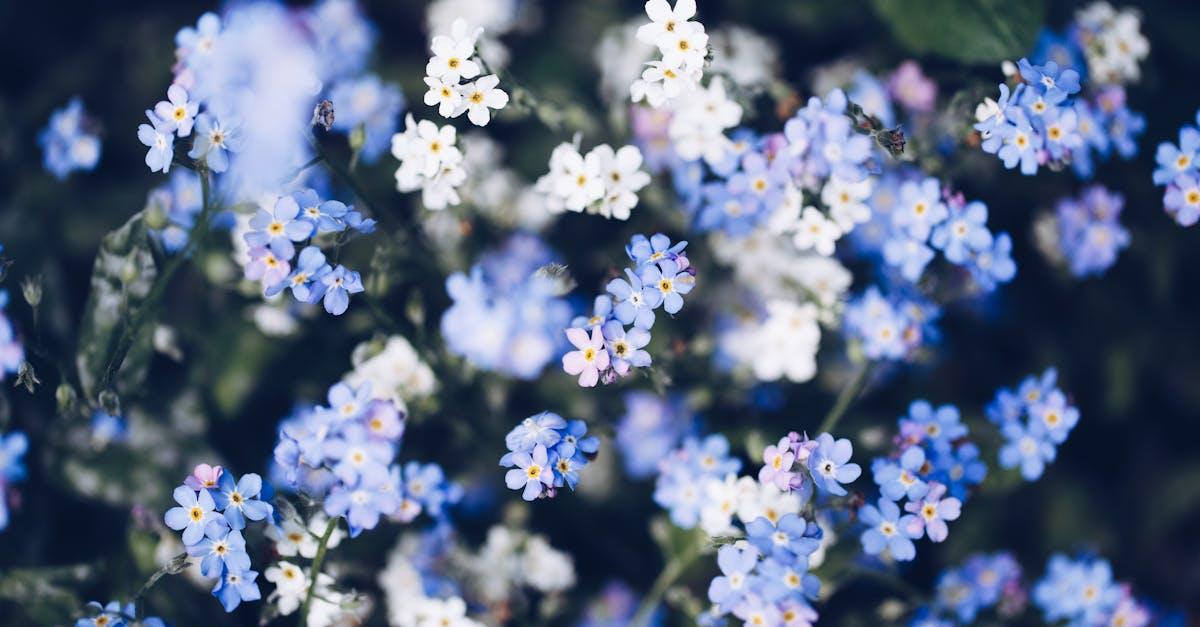découvrez la signification de la fleur 'forget-me-not', symbole d’amour éternel et de souvenirs précieux. idéale pour apporter une touche sentimentale à vos bouquets ou jardins.