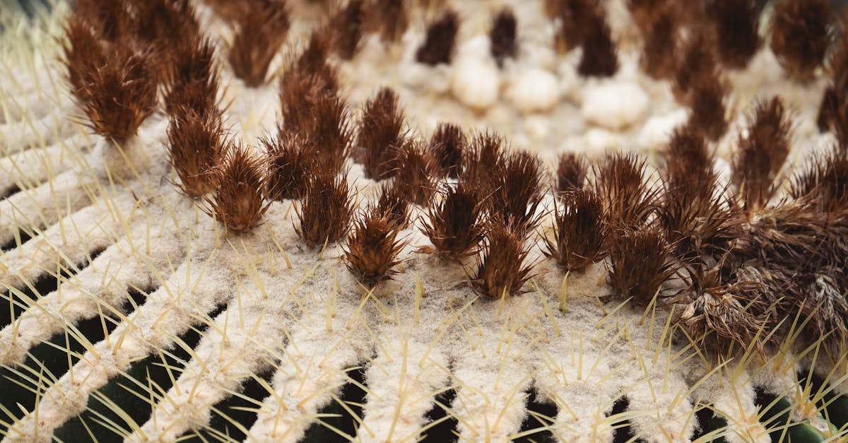 découvrez les kiosques de jardin : des espaces extérieurs élégants et fonctionnels pour profiter de votre jardin, organiser des événements ou créer un coin détente unique. idéal pour embellir votre extérieur !