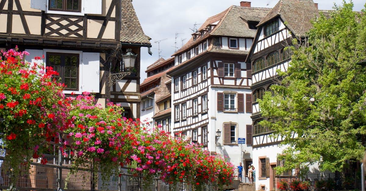 découvrez tout sur les géraniums : conseils d'entretien, variétés, plantation et astuces pour cultiver des géraniums éclatants sur votre balcon ou au jardin.