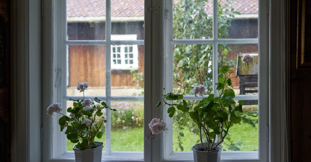 découvrez tout sur les géraniums : conseils d’entretien, plantation, variétés et astuces pour obtenir des fleurs éclatantes tout l’été, en jardinière ou en pleine terre.