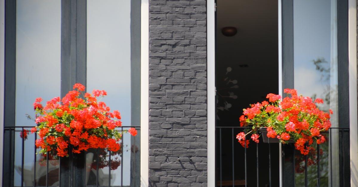 découvrez tout sur les géraniums : conseils de plantation, entretien, variétés et astuces pour profiter de ces fleurs colorées qui embelliront votre jardin ou balcon toute l'année.