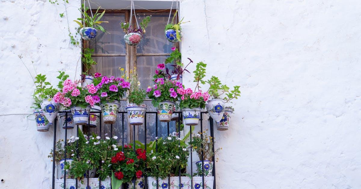 découvrez tout sur les géraniums : conseils de plantation, entretien facile et astuces pour des fleurs éclatantes toute la saison. idéal pour balcons, jardins et rebords de fenêtres.