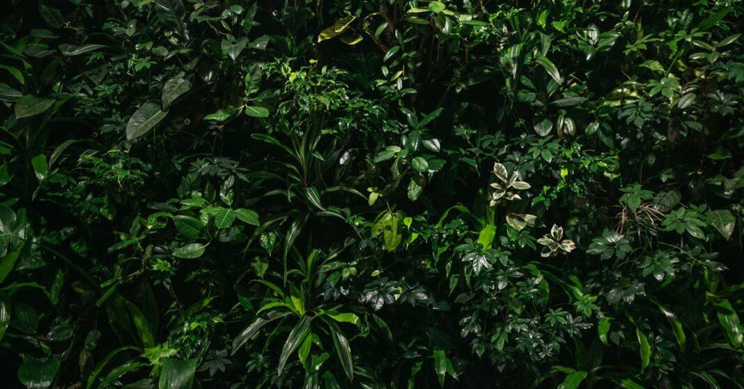 découvrez la tendance greenery : comment intégrer des plantes et éléments naturels dans votre décoration pour un intérieur frais, apaisant et en harmonie avec la nature.