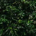 Transformer une petite terrasse en un écrin de verdure fleuri découvrez la tendance greenery : comment intégrer des plantes et éléments naturels dans votre décoration pour un intérieur frais, apaisant et en harmonie avec la nature.