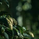 Les secrets d'une culture réussie du houblon découvrez comment cultiver le houblon, les étapes clés de la culture, les meilleures pratiques d’entretien et des conseils pour une récolte réussie, que vous soyez amateur ou professionnel.